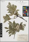 Foto von Salix glauca L. x Salix phylicifolia L.